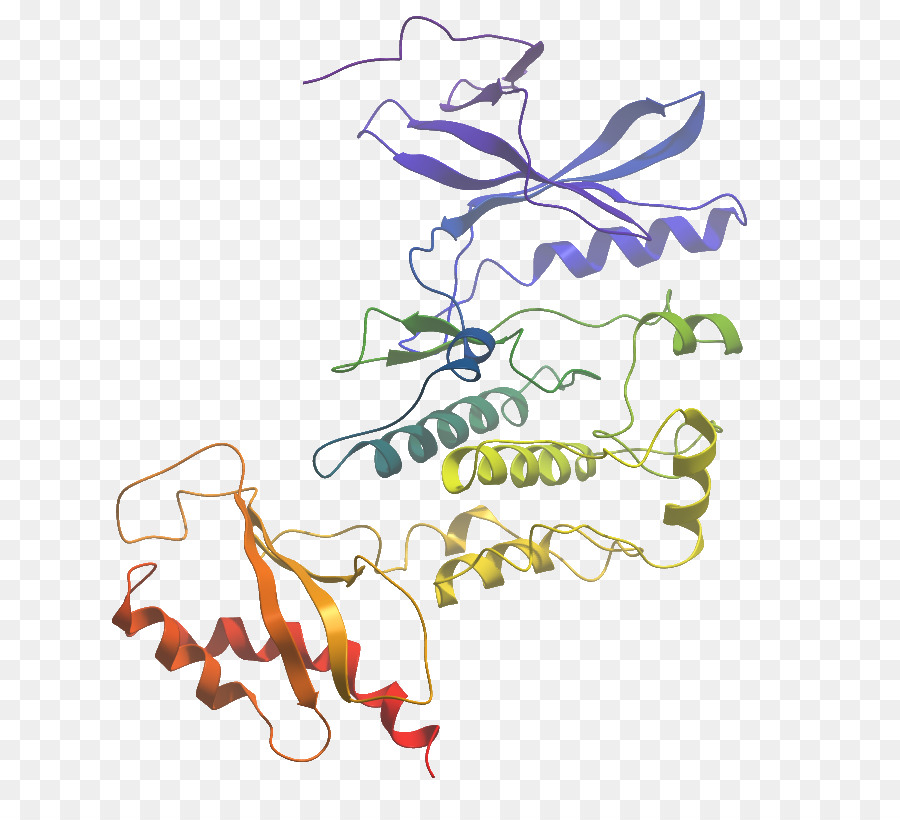 ออกแบบกราฟิ，Wnk Lysine Deficient โปรตีน Kinase 3 PNG