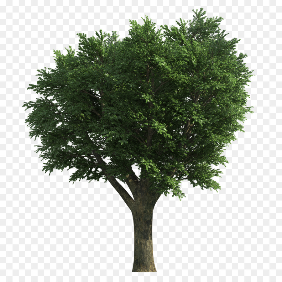 ต้นไม้，แอช PNG