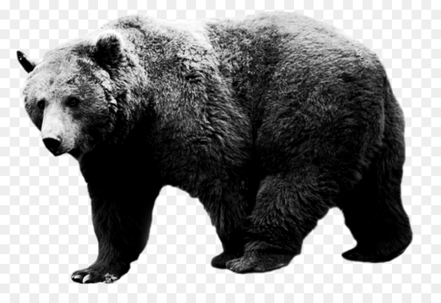 อเมริกันหมีดำ，หมีกริซลี่แบร์ PNG