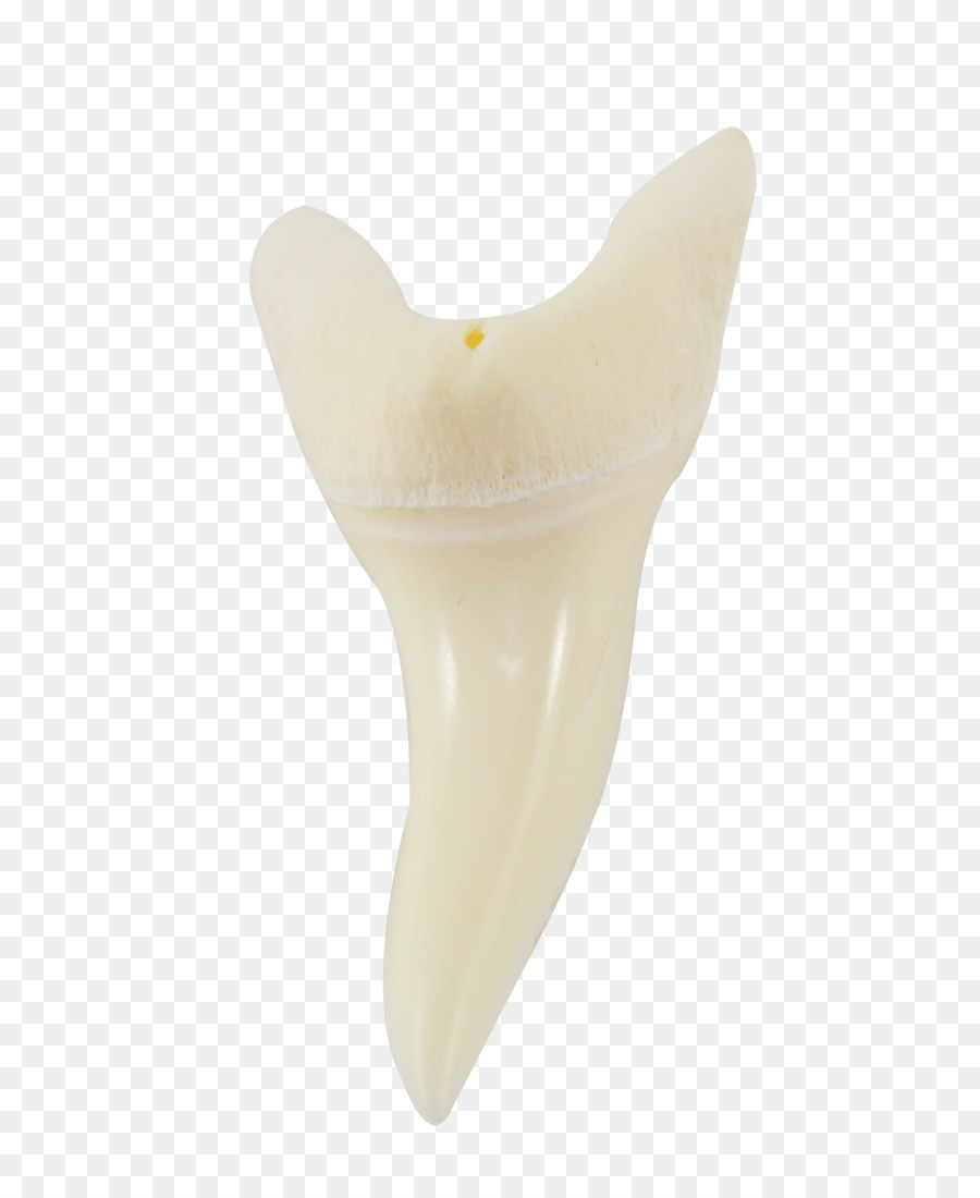 ฟัน，มนุษย์ฟัน PNG