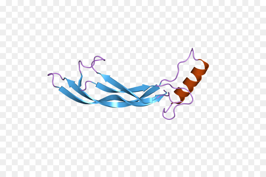 Gdf2，กระดูก Morphogenetic โปรตีน PNG