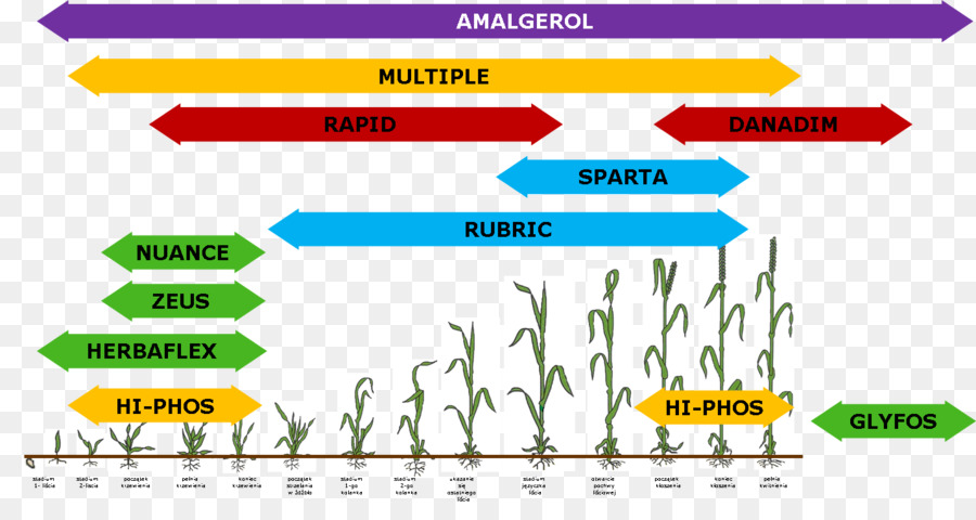 ฤดูหนาวซีเรียล，Triticale PNG