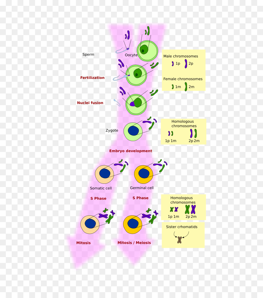 เซลล์，Meiosis PNG