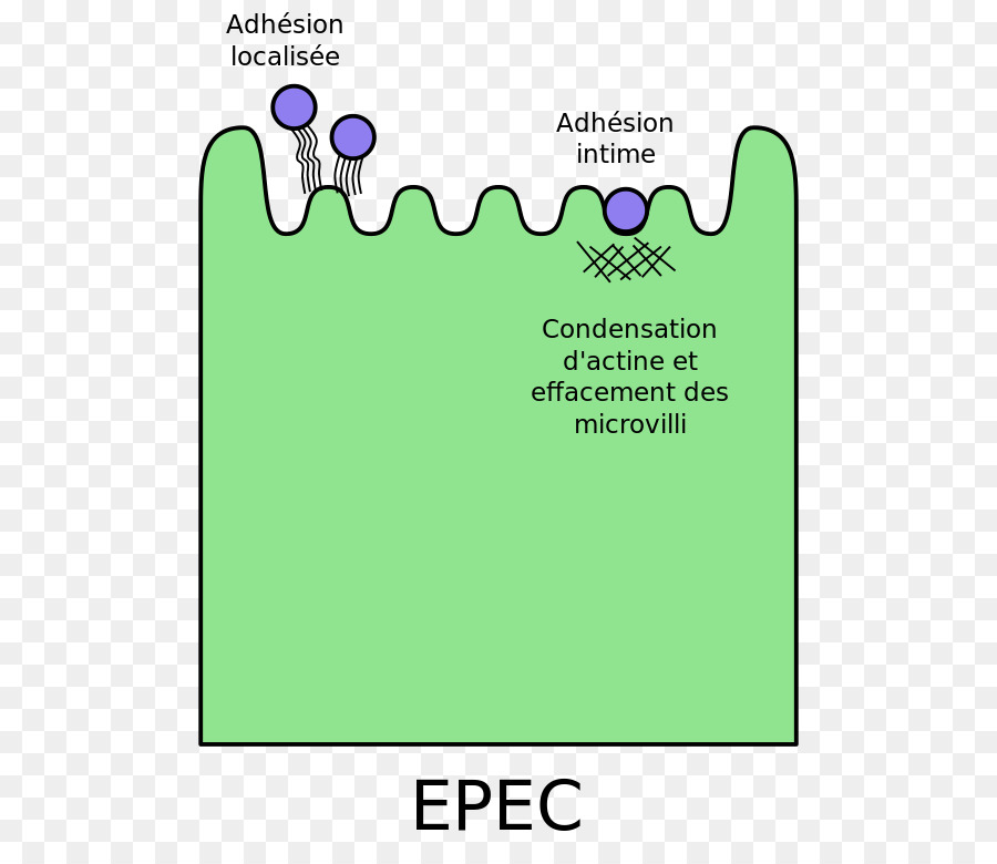 อี Coli，Pathovar PNG