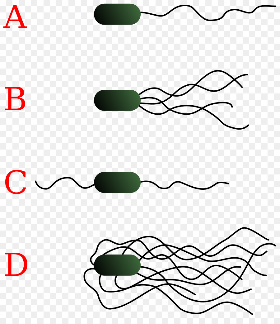 แบคทีเรีย，Flagella PNG