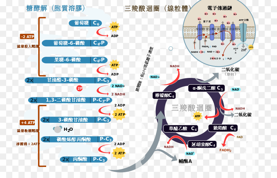 ทางเดินทางชีวเคมี，Atp PNG