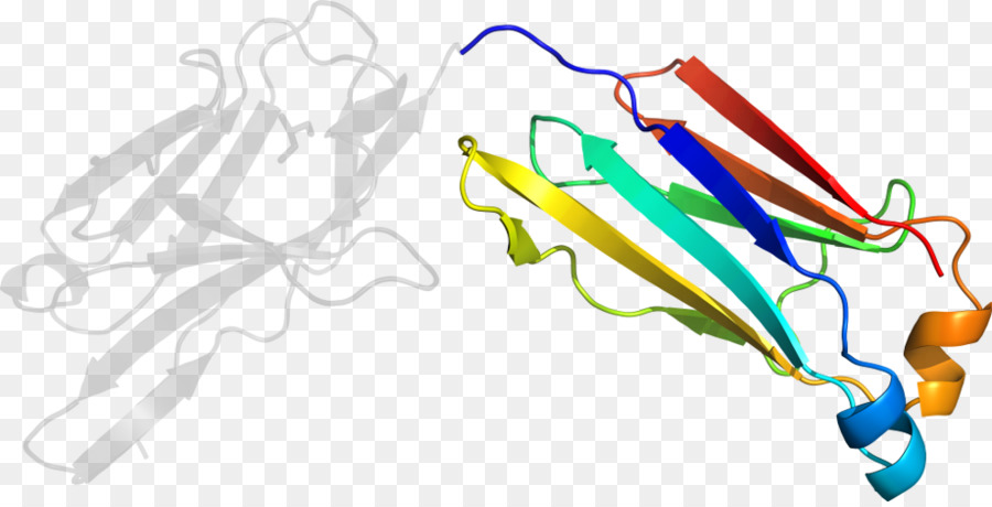 เกลียวโปรตีน，โมเลกุล PNG