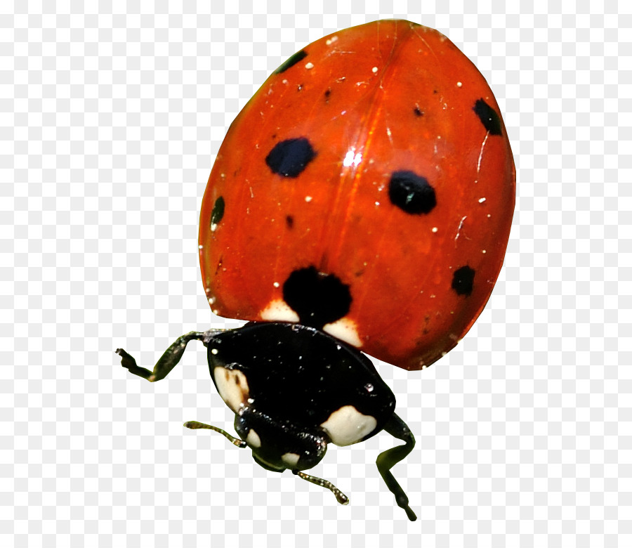 Ladybird แมลงปีกแข็ง，แมลงปีกแข็ง PNG