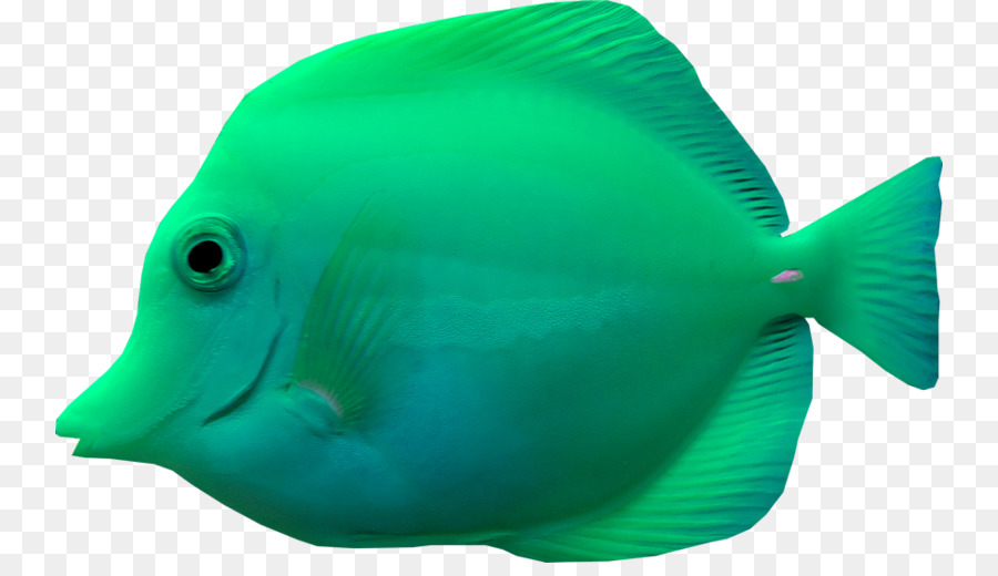ปลา，นาวิกโยธินเรียนชีววิทยา PNG