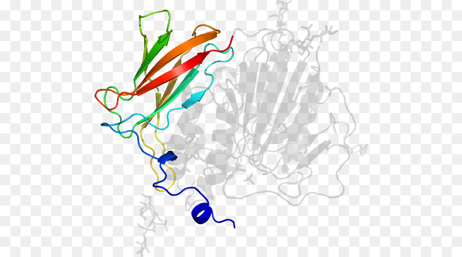 โครงสร้างโปรตีน，โมเลกุล PNG