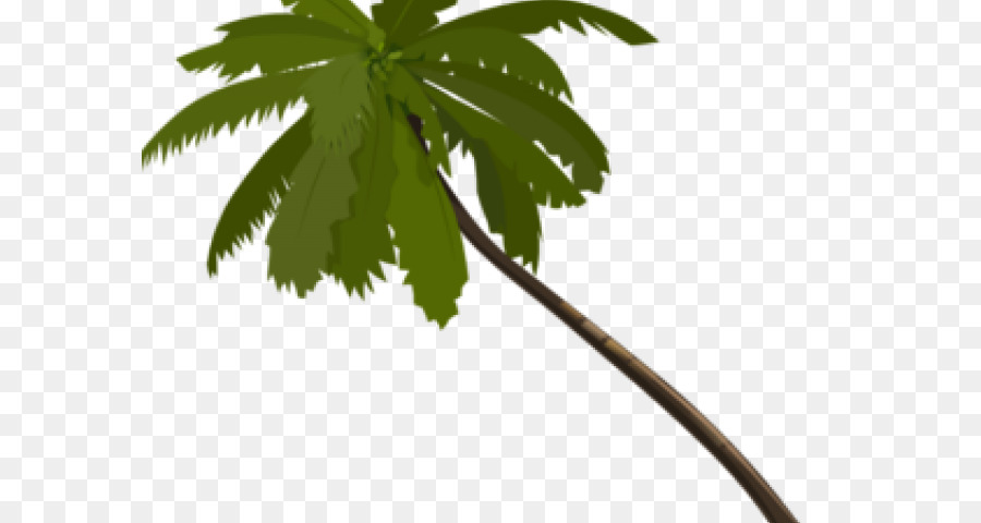 ปาล์มต้นไม้，ต้นไม้ PNG