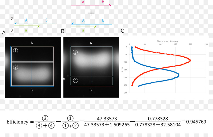 โมเลกุล，Electrophoresis PNG