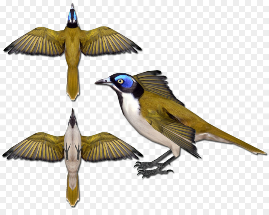 Bluefaced Honeyeater，Honeyeaters PNG