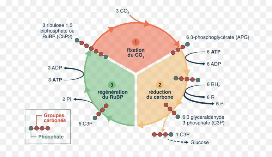 ไดอะแกรมวงจร Calvin，การสังเคราะห์ด้วยแสง PNG