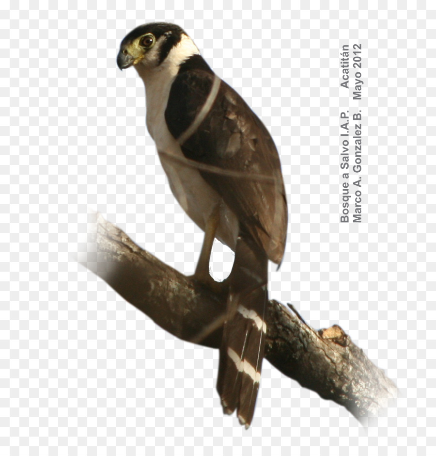 Collared ป่า Falcon，ปิดตาป่า Falcon PNG