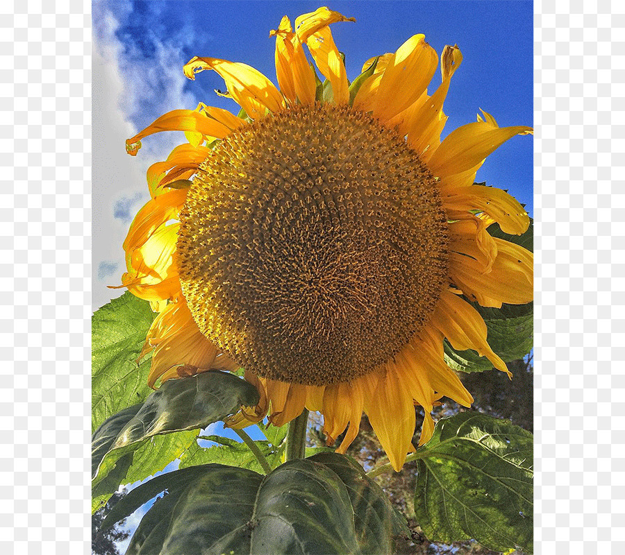 ดอก ทานตะวัน，Sunflower เมล็ดพันธ์ PNG