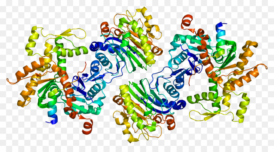 โครงสร้างโปรตีน，โมเลกุล PNG