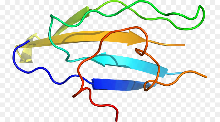 โครงสร้างโปรตีน，โมเลกุล PNG