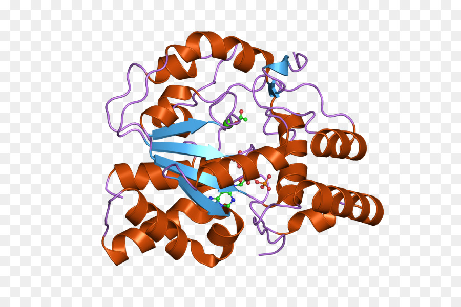 โครงสร้างโปรตีน，โมเลกุล PNG