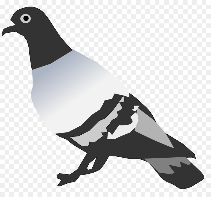ก้อนหินกพิราบที่บิน，นกพิราบและ Doves PNG