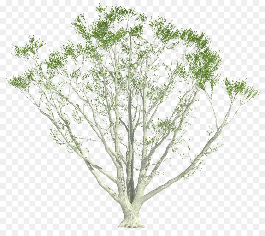 พุ่ม，ต้นไม้ PNG