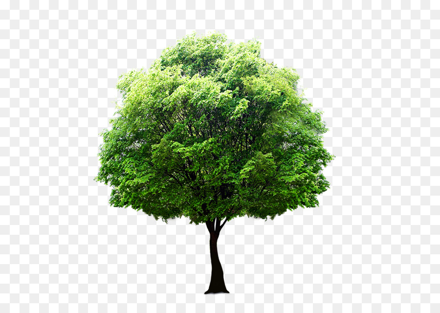 ต้นไม้，เฟอร์ PNG
