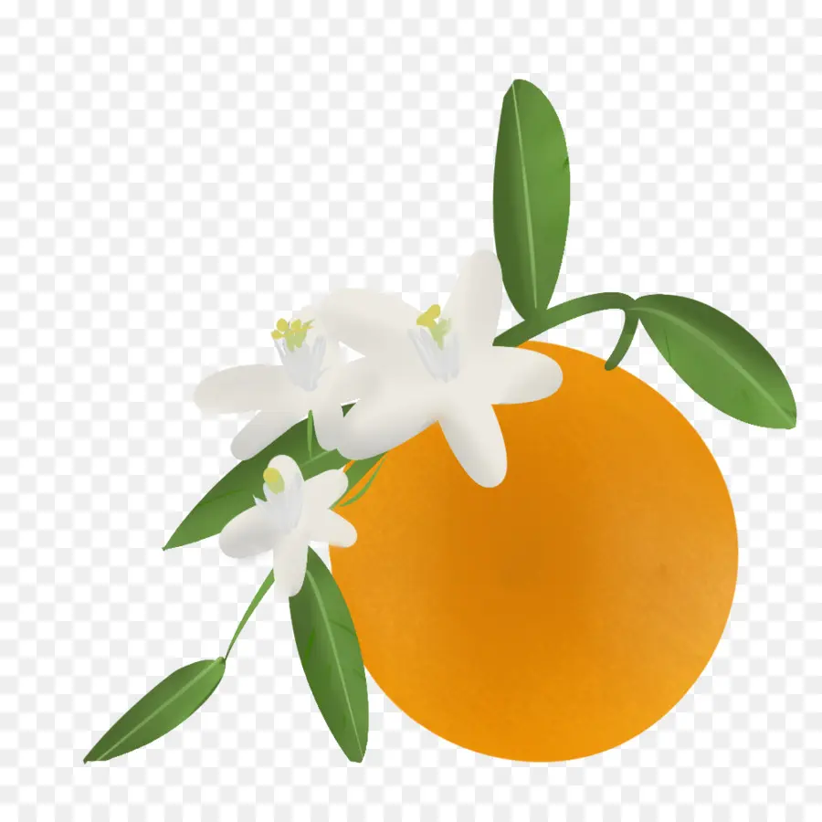 สีส้ม，สีส้ม Blossom PNG