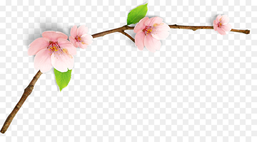 เชอร์รี่ Blossom，สีวาดรูป PNG