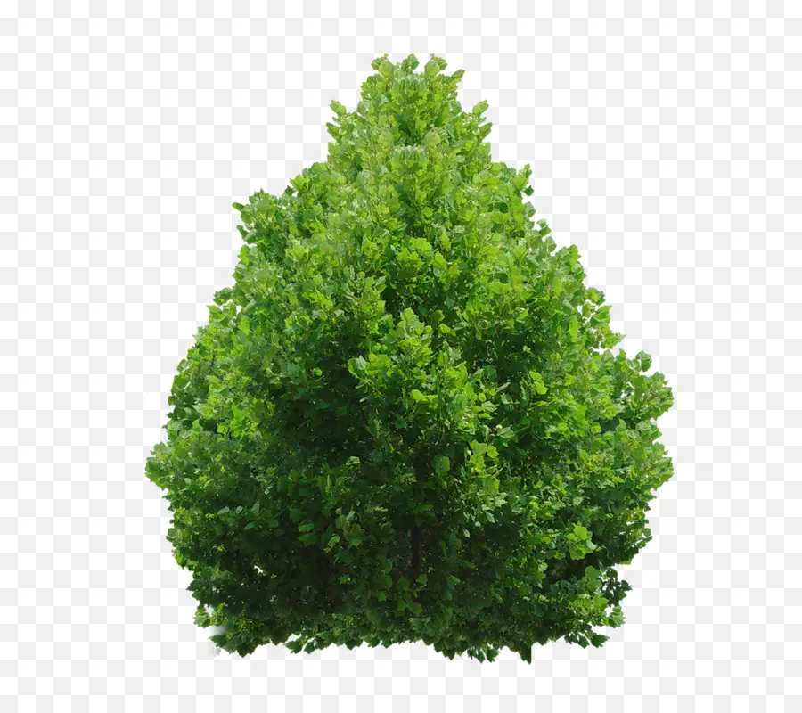 Evergreen ต้นไม้และ Shrubs，พุ่ม PNG