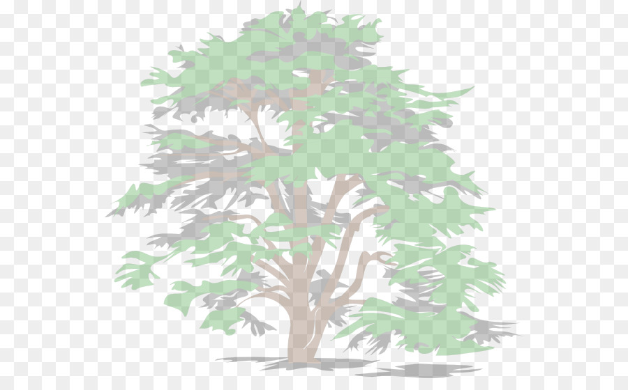 ต้นซี，ต้นไม้ PNG