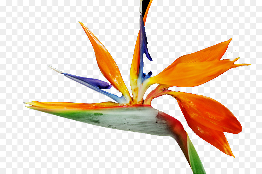 Flowering ต้นไม้，สีส้มซา PNG