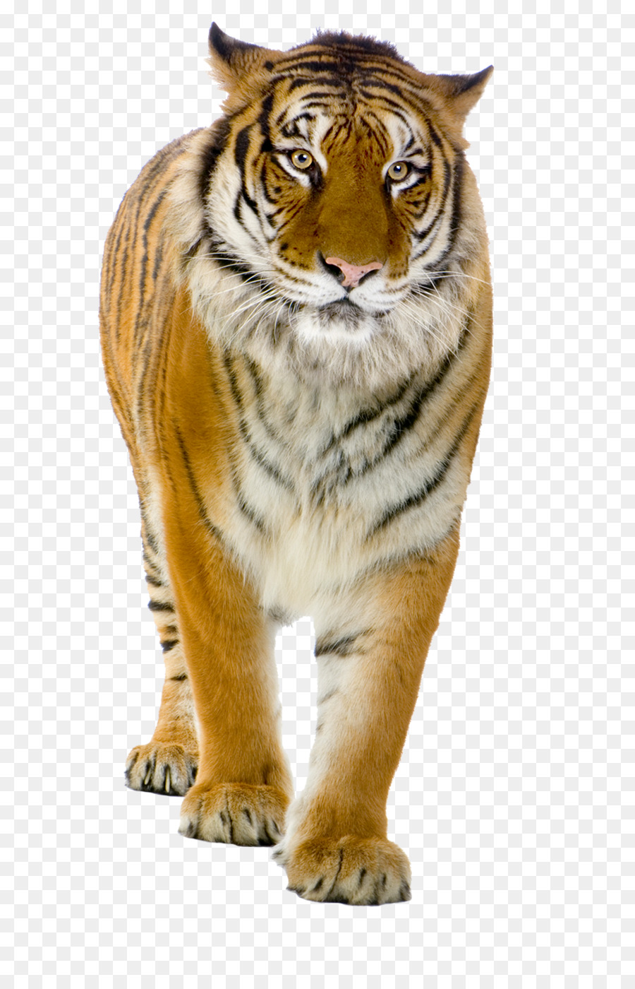 สิงโต，แมวตัวใหญ่ PNG