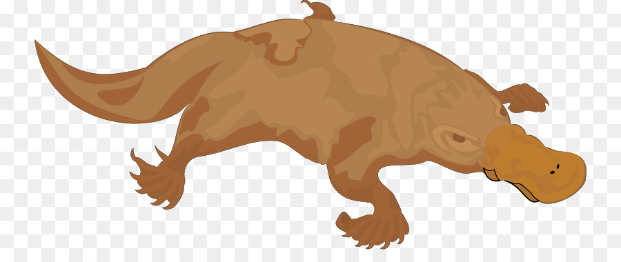 ตุ่น，เพอร์รี่ที่ Platypus PNG