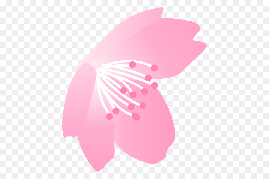 เชอร์รี่ Blossom，ดอกไม้ PNG