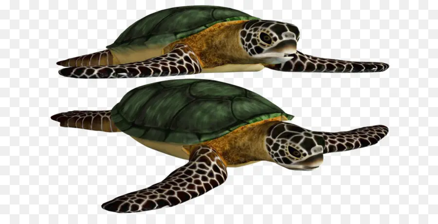 เต่า，Loggerhead เต่าทะเล PNG