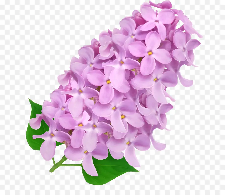 ดอกไม้，ตบชวา PNG