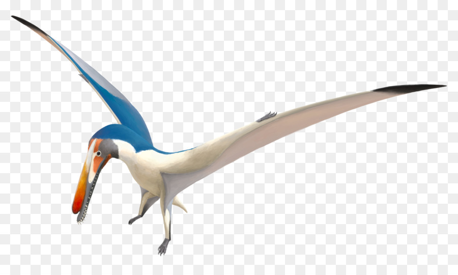 บิน Pterosaur，ก่อนประวัติศาสตร์ PNG