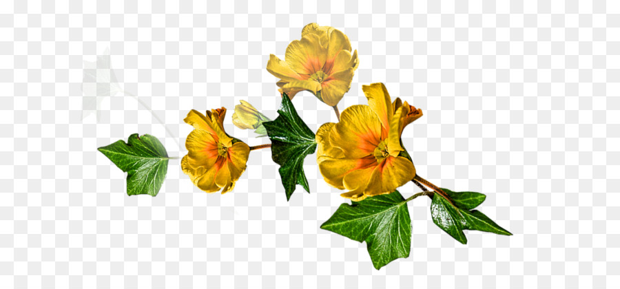 Alstroemeriaceae，กุหลาบครอบครัว PNG