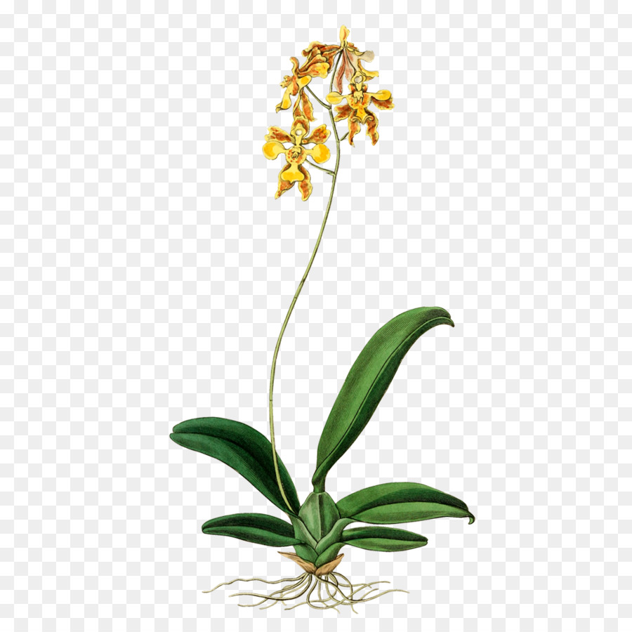 Oncidium Ciliatum，หุ้นของ Photography PNG