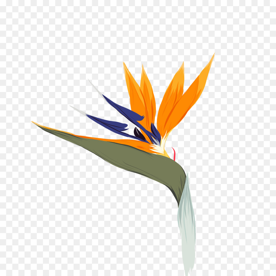 วาด，นกของแดนสวรรค์ดอกไม้ PNG