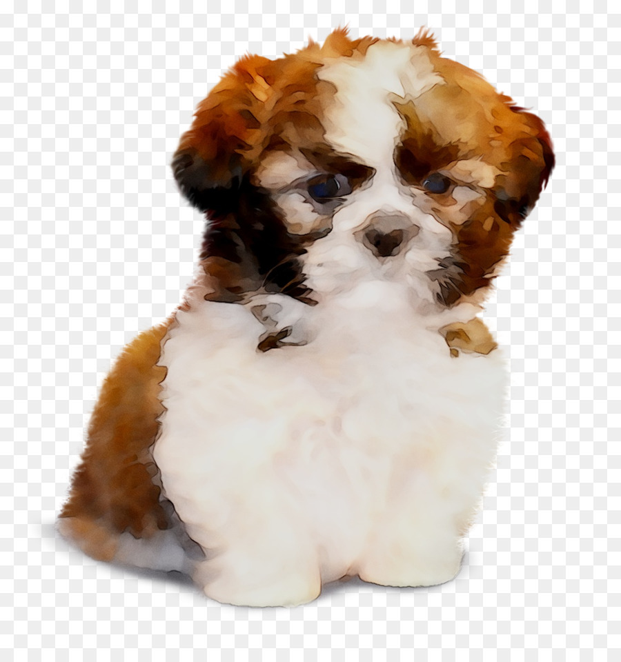 Cavachon，Shih วู PNG