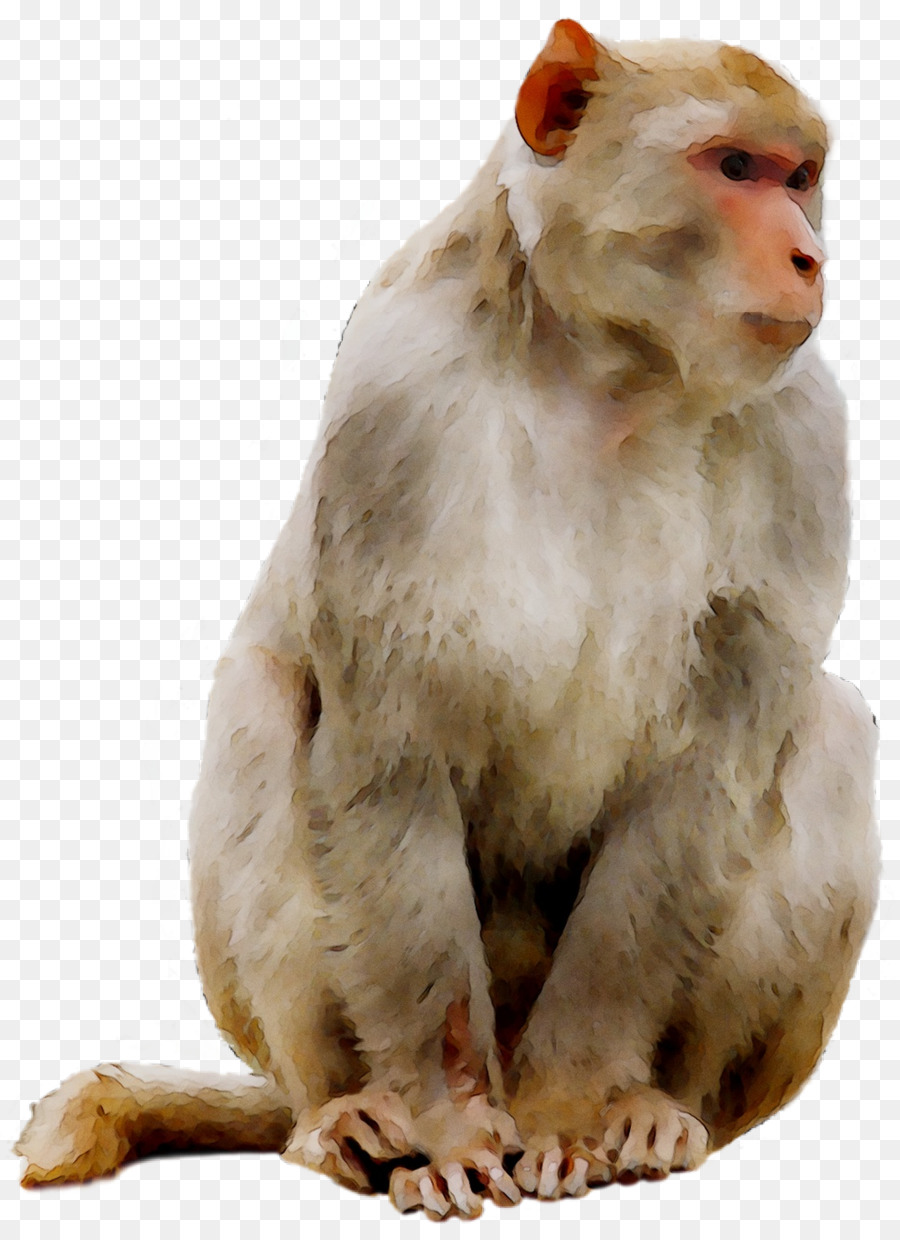 Macaque，แมว PNG