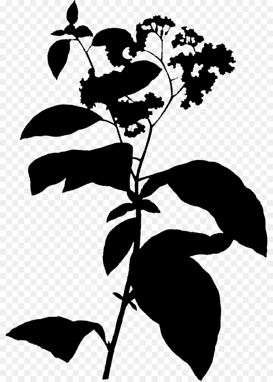 Heliotropium，Flowering ต้นไม้ PNG