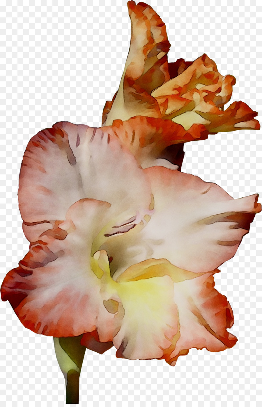 ดอกไม้ Gladiolus，ผลิบาน PNG