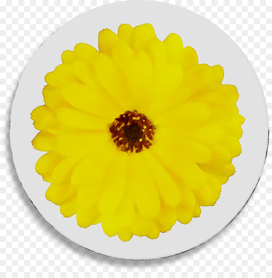 สีเหลือง，ภาษาอังกฤษ Marigold PNG