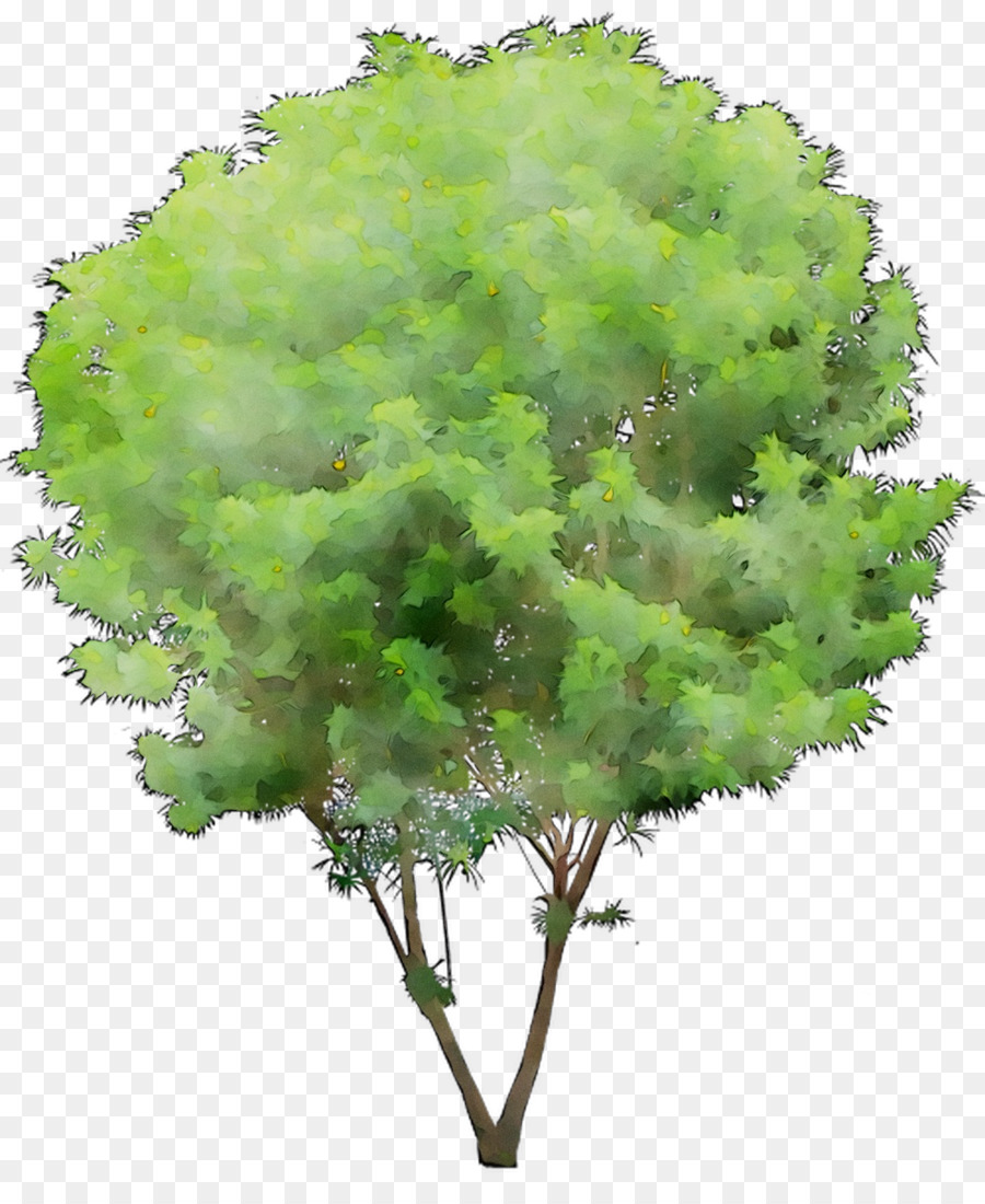 ใบไม้ติด，ต้นไม้ห้าม PNG