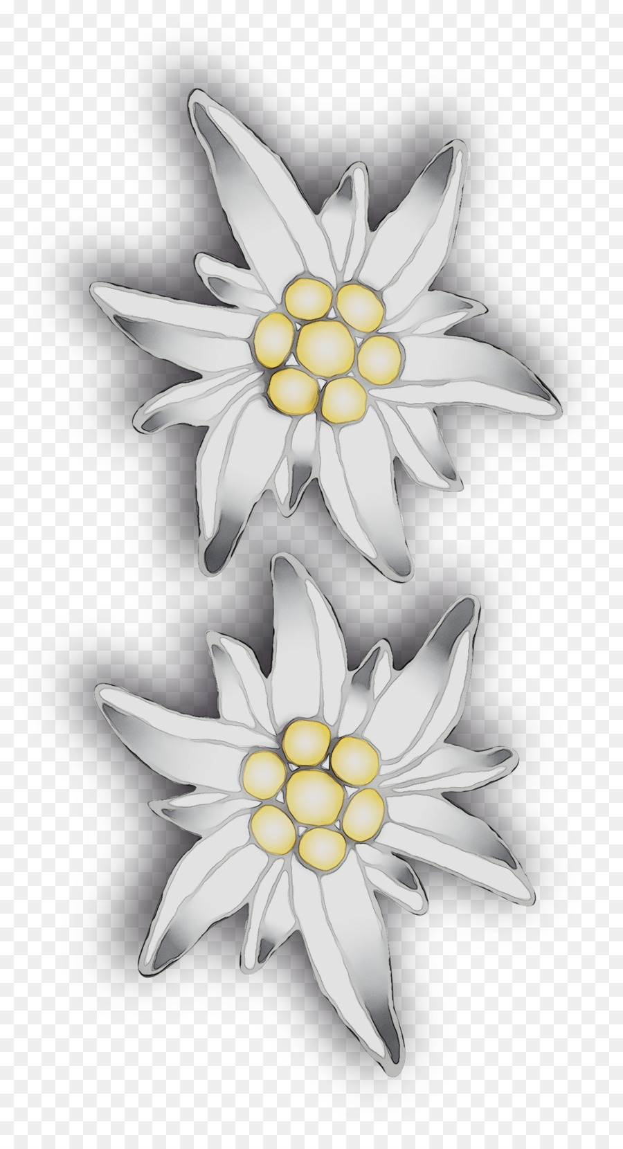 ดอกไม้สีขาว，Edelweiss PNG