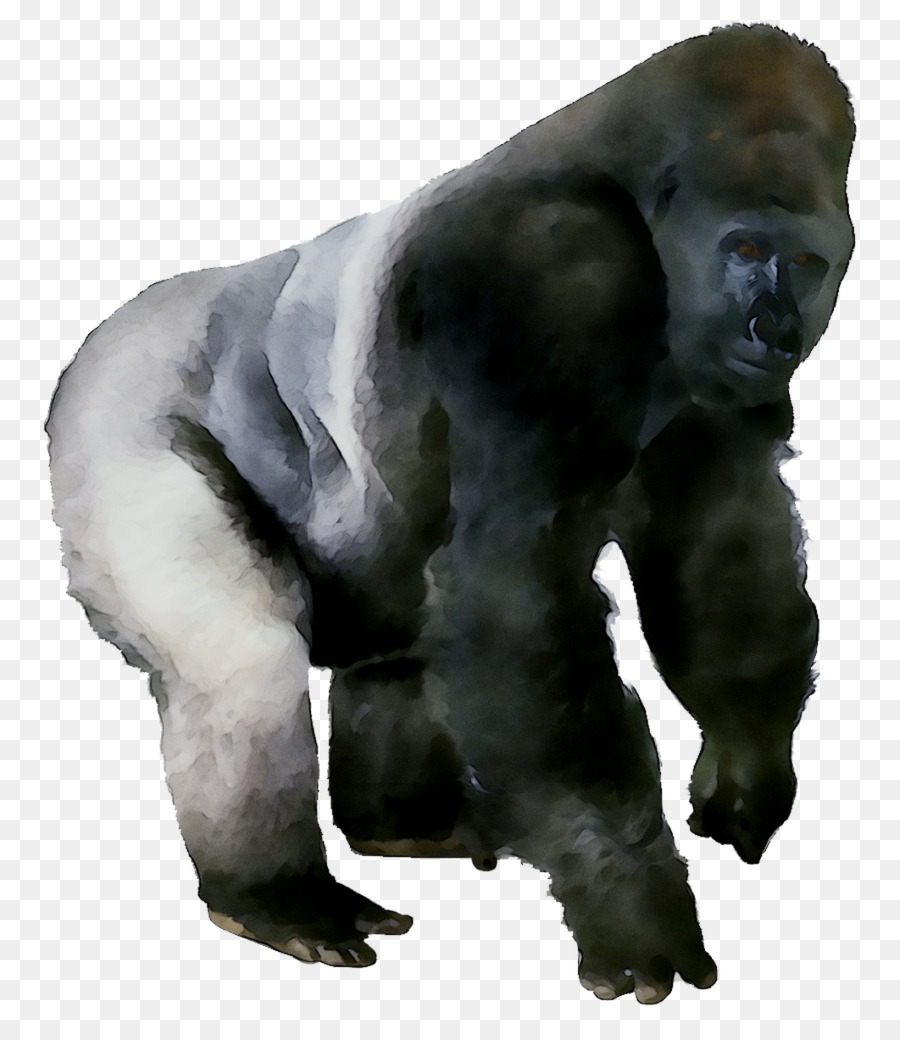 ตะวันตก Gorilla，แพน PNG