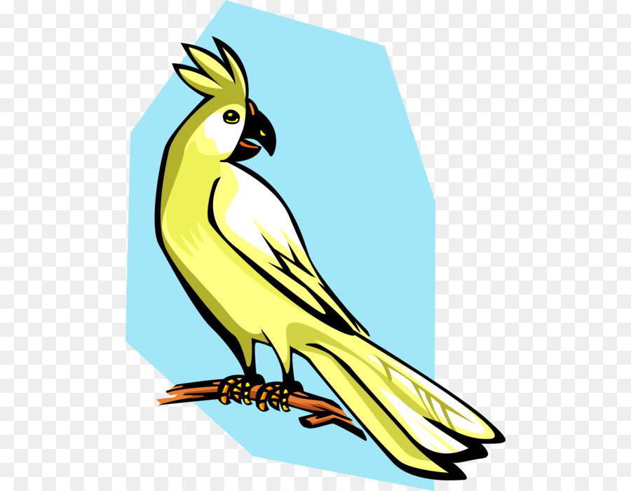 นก，Cockatiel PNG