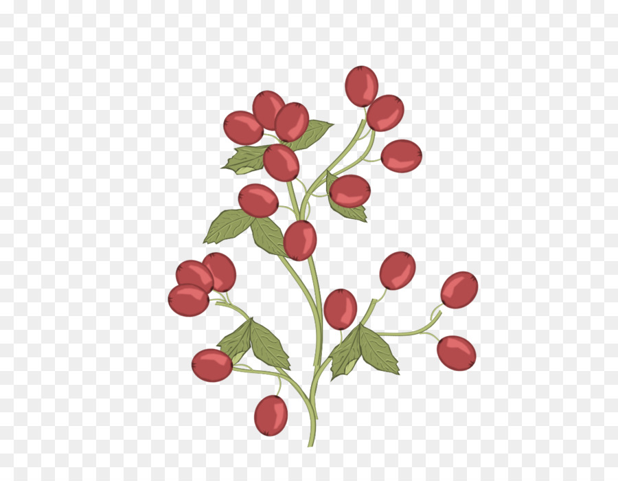Lingonberry，สีชมพู Peppercorn PNG